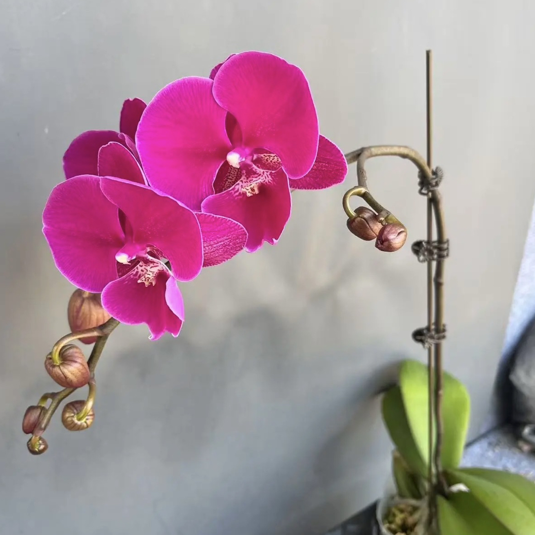 新品【火鹤】3.5寸加高杯 有花健