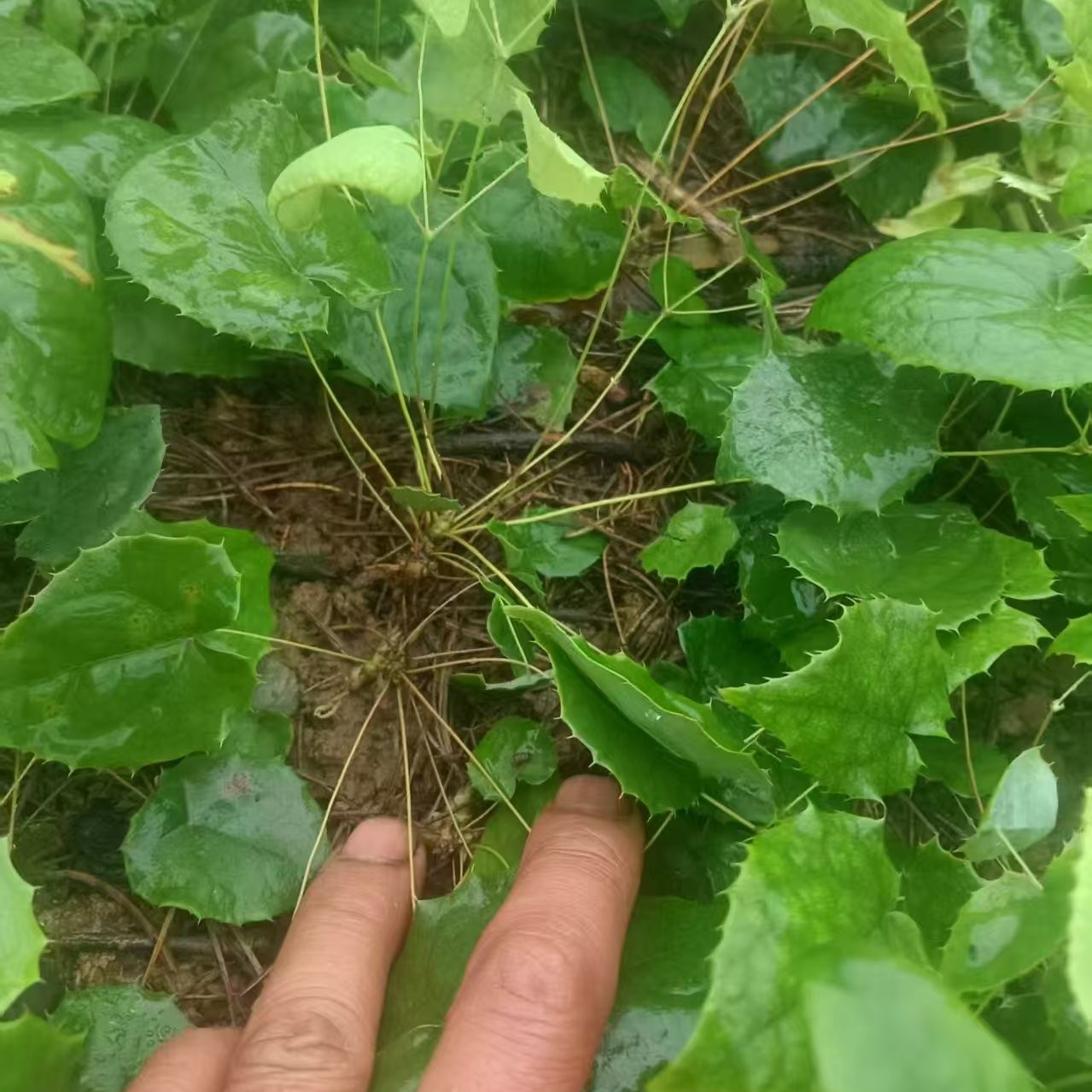 三支九叶草新鲜鲜活籽育苗甘肃淫羊霍仙灵脾叶山蚂蟥