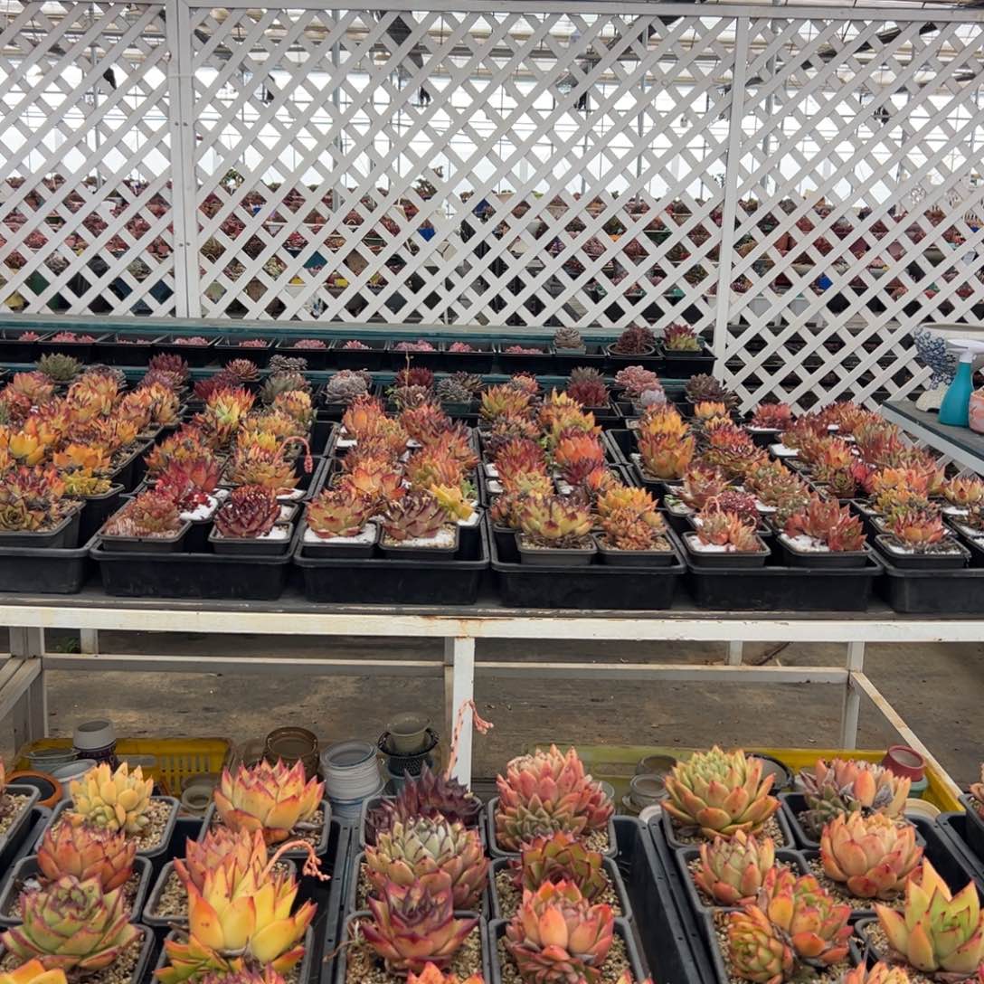 小*姐多肉一物一拍0127-116