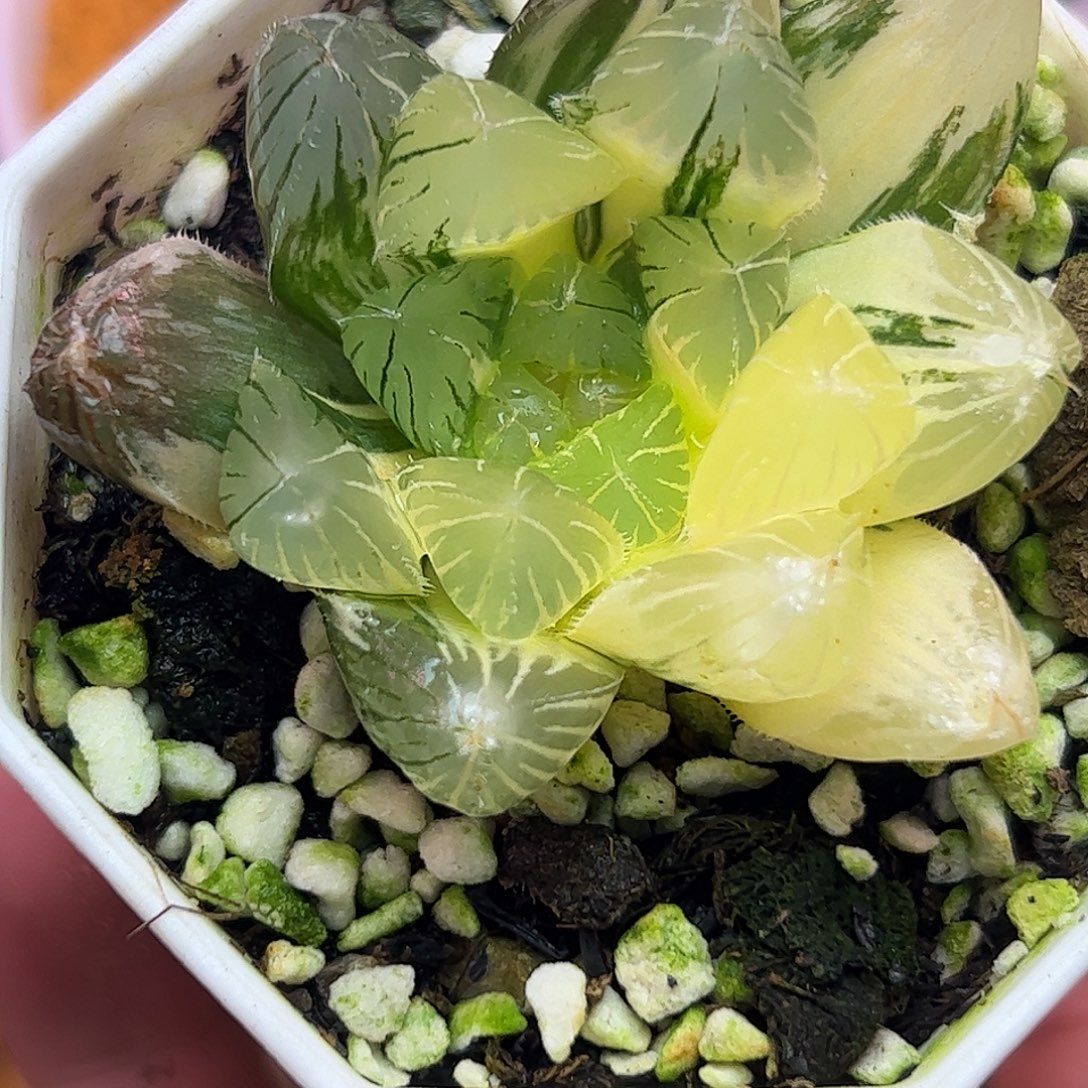 赤线锦十二卷多肉植物
