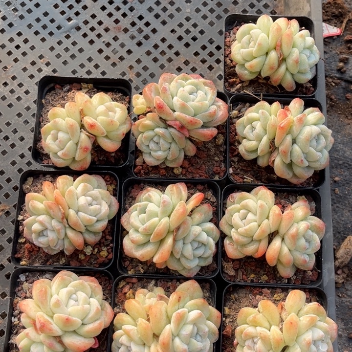 冰玉多肉七方盆一组10个7号