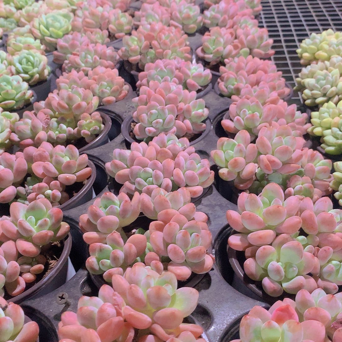 红洛神3567899900000