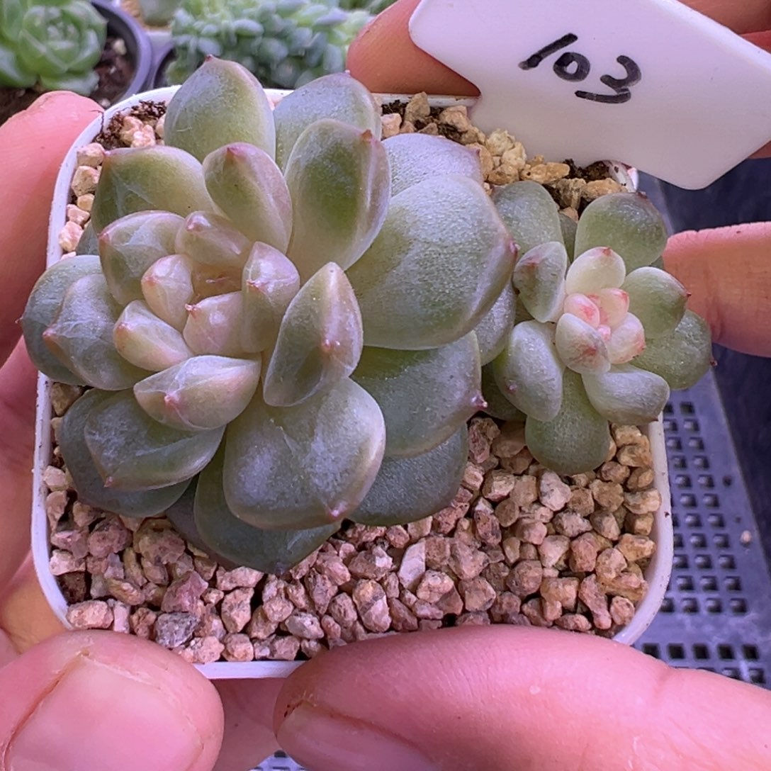 103号美人甜心晗雨多肉植物