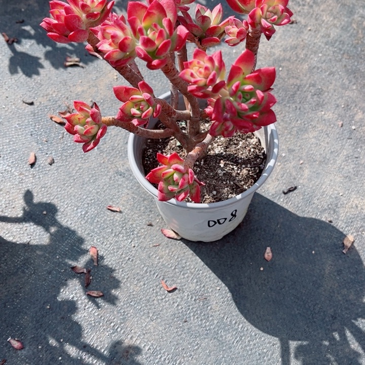 沐***辰00000000000010红