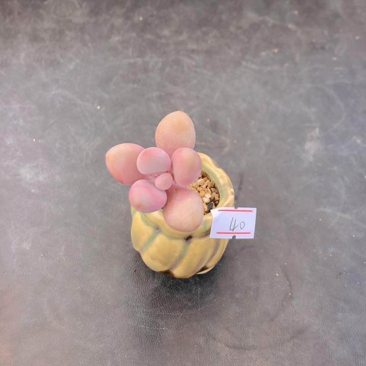 一物一拍满30包邮 40