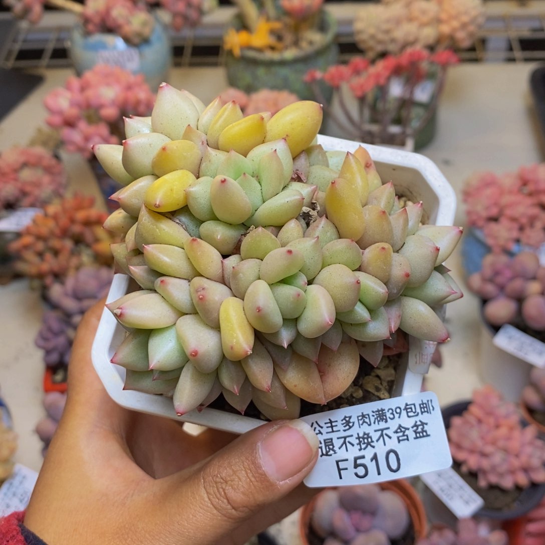 510黄金象牙多肉7c m