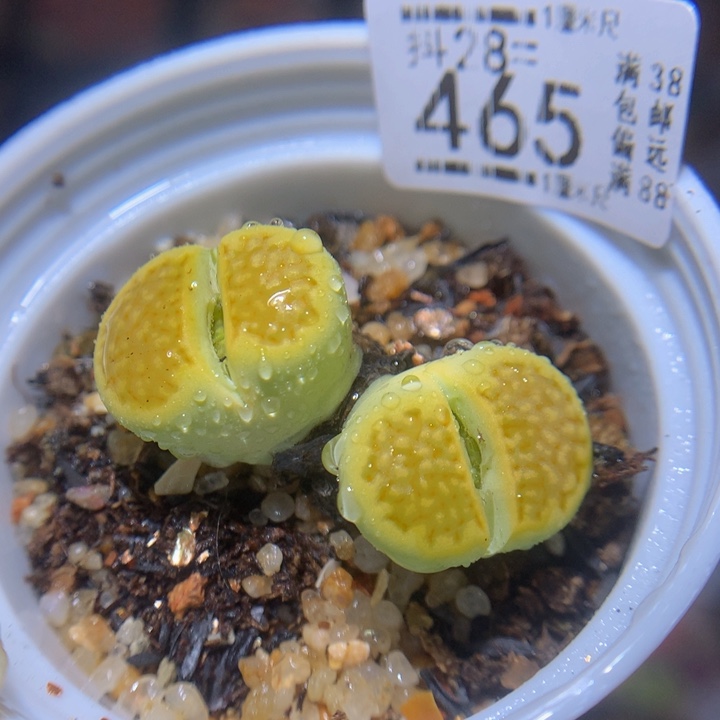 精品生石花28.465