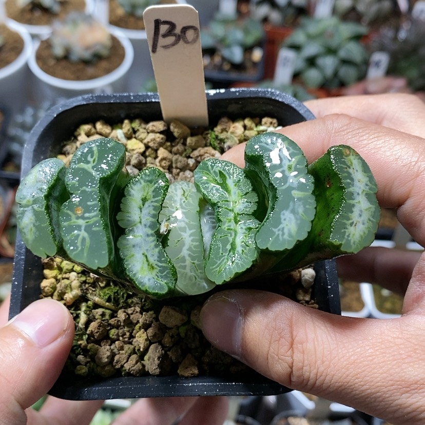 【闪购商品】130实生