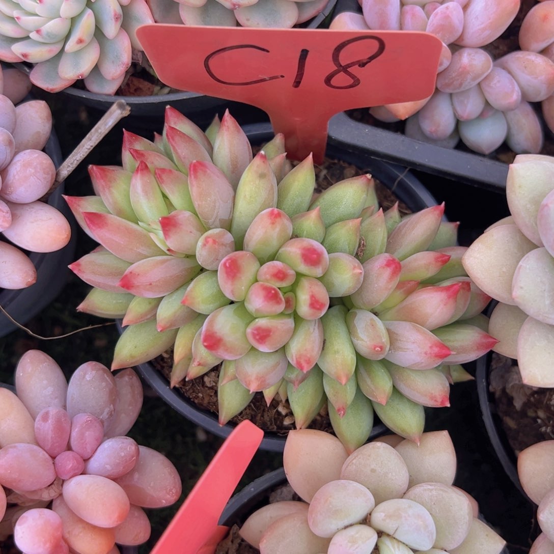 香玉的故事是一个人的故事