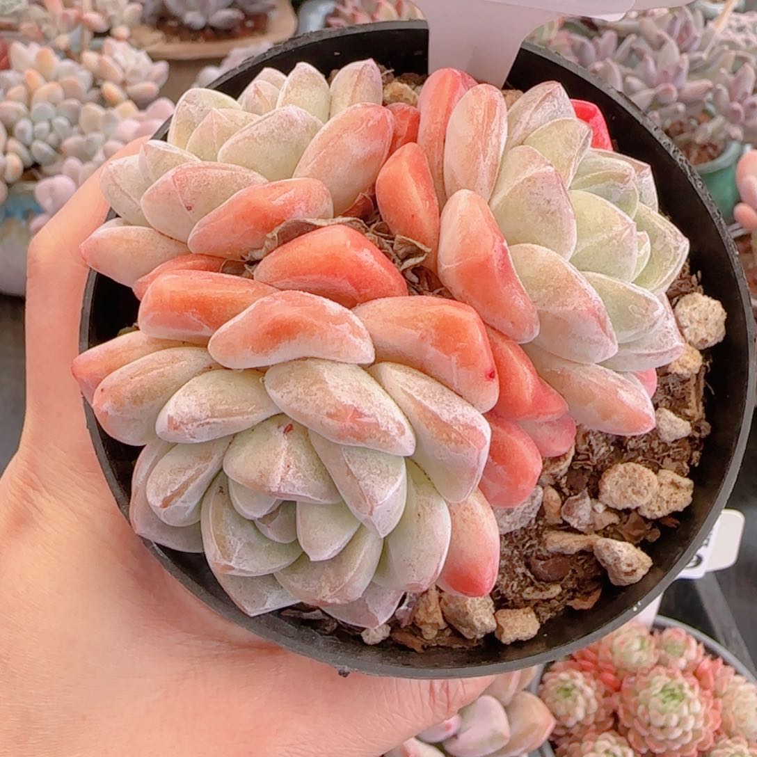 多肉植物8540……………..