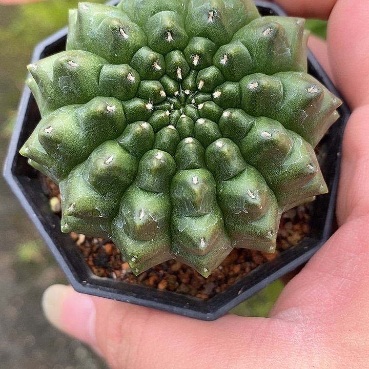 孤品实生泰系无刺貘5.7cm