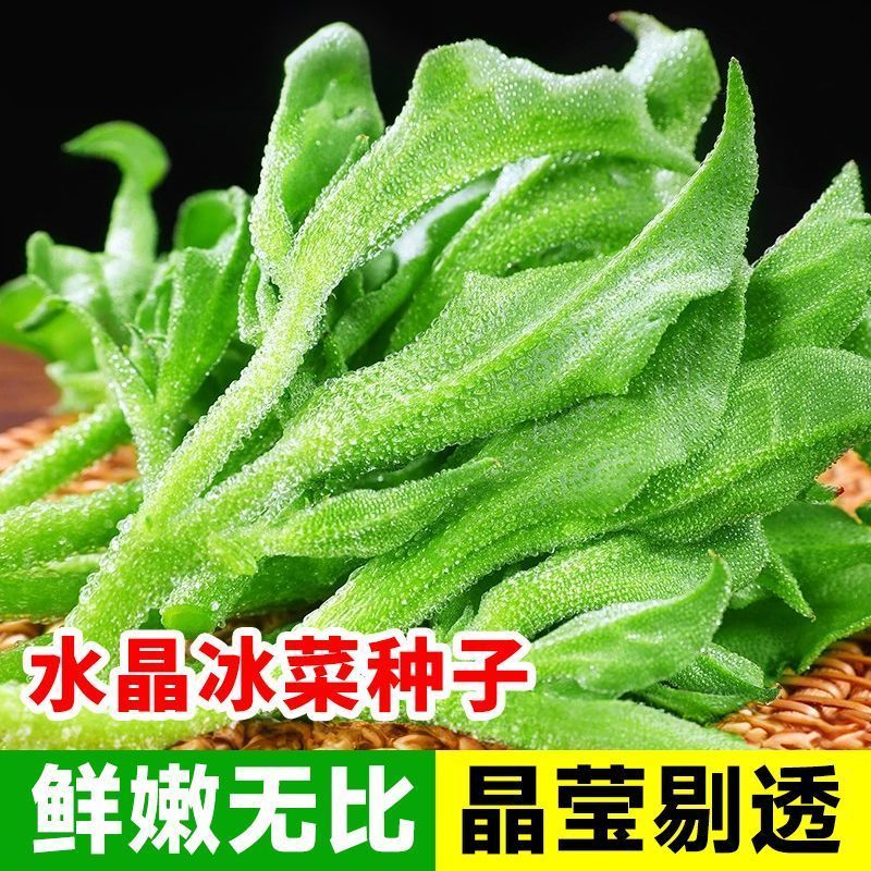 水晶冰菜种子正宗冰草即食菜籽秋冬播种耐寒青菜阳台庭院蔬菜种子