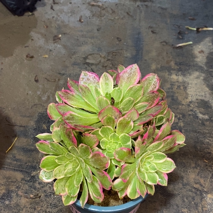 万花筒多肉植物84。