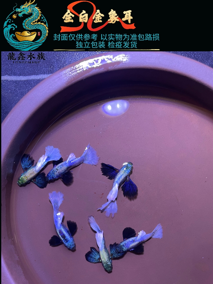 越南原线孔雀鱼全白金象耳精品热带观赏淡水鱼好养耐活