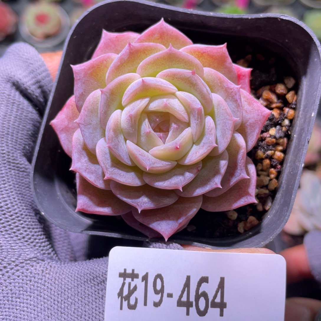 花利美19-464纯爱