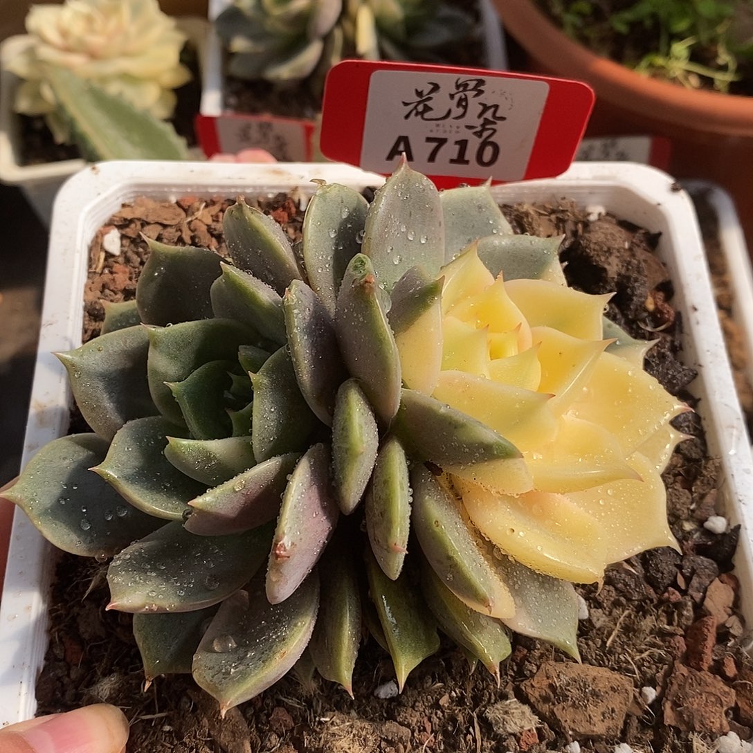 710十四公分贝加尔提哈哈