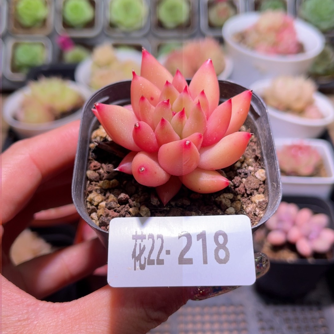 花利美22-218流星