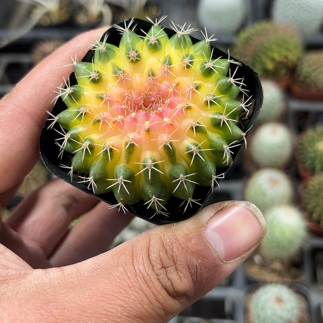 猪大肠单头发货单头发