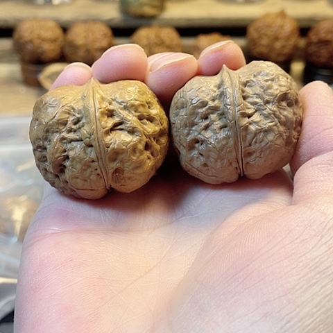 文玩核桃把件元宝蟾油阴色差39