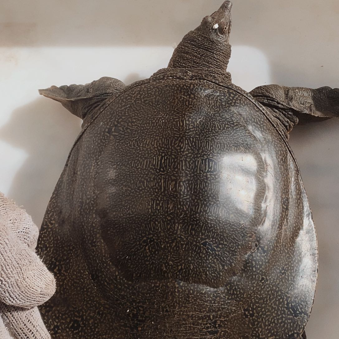 中国大陆涛*野生甲鱼包邮