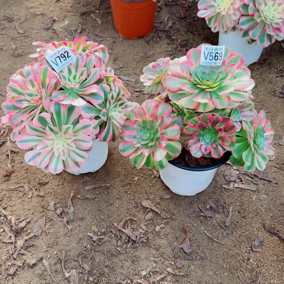 粉女巫792雨荷569