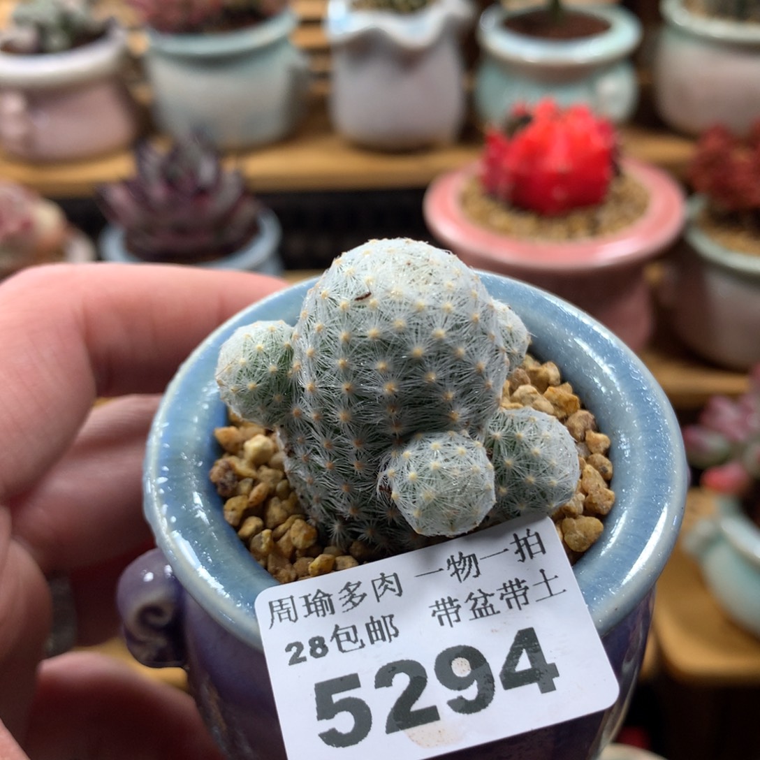 5厘米盆精控多肉5294