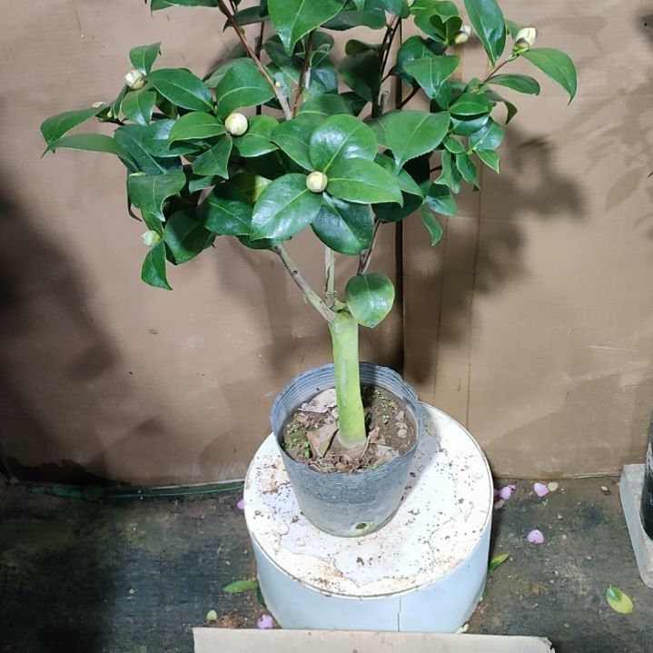 590宽彩带，原盆原土发货，不包邮