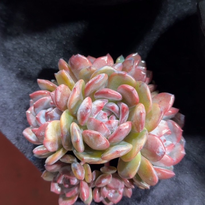 15厘米左右一物一拍