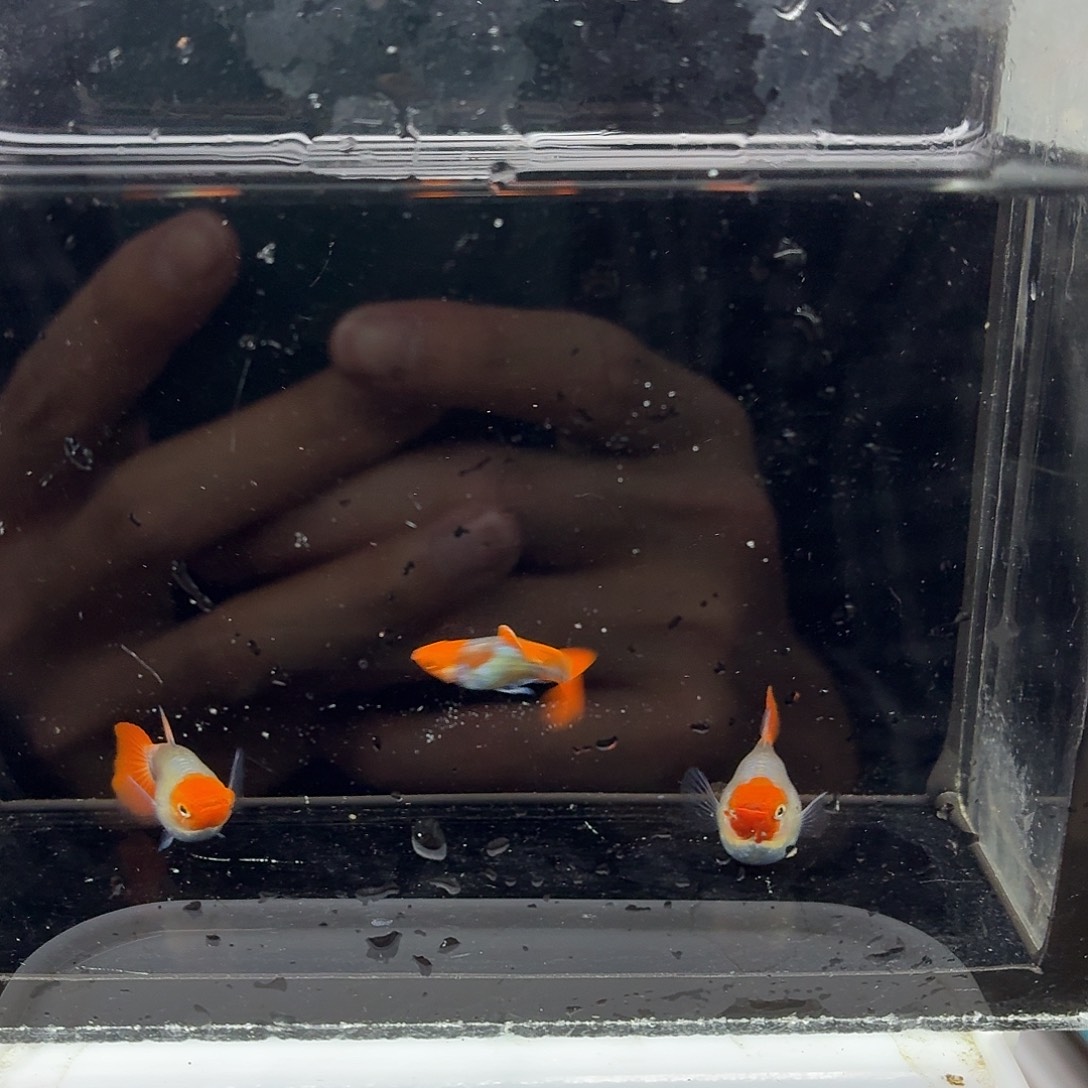 孔雀鱼深海蓝贵族三条