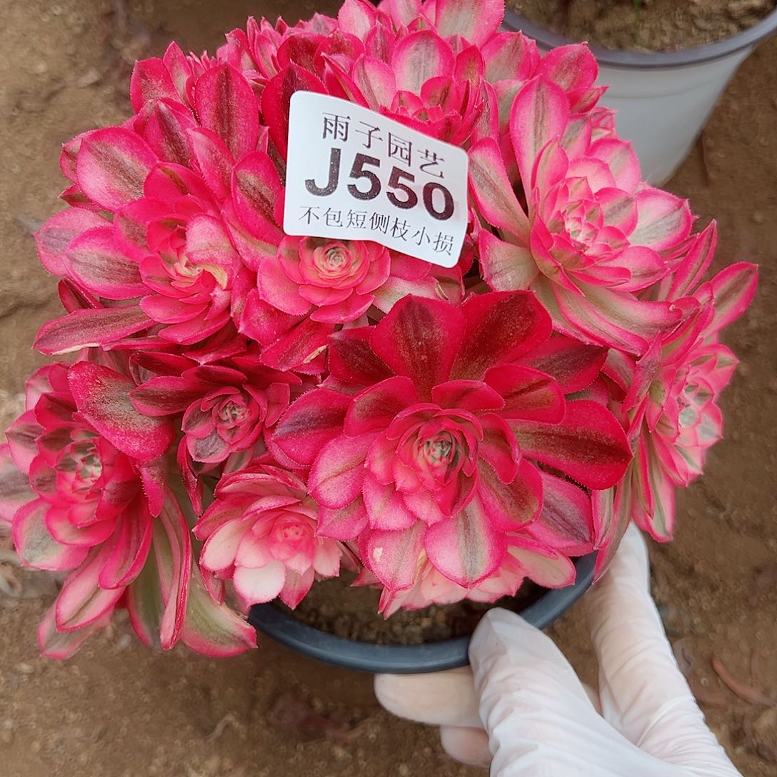 550倾城尺寸20左右特价