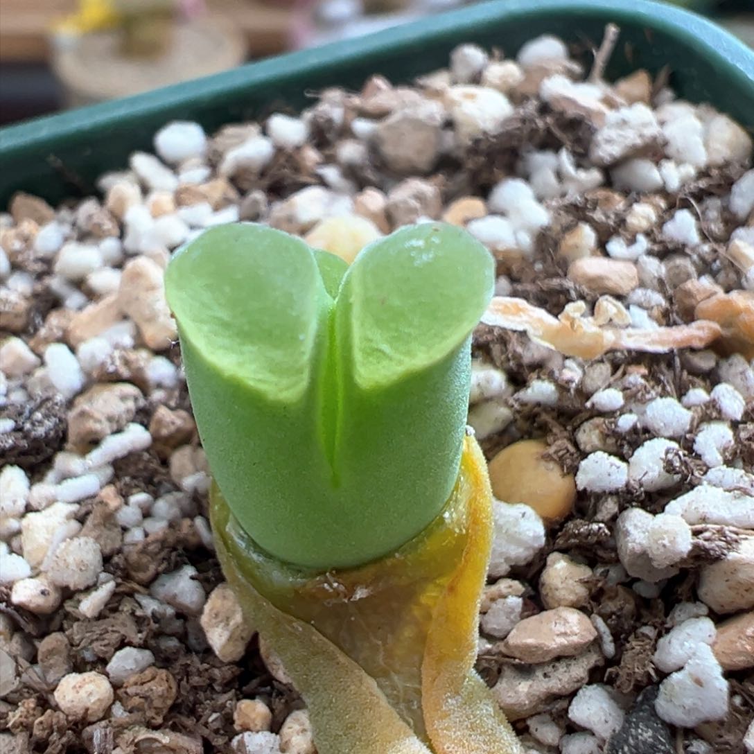 313。下播福利 2151