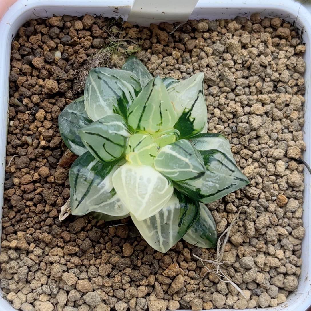 824西瓜寿锦福利专场