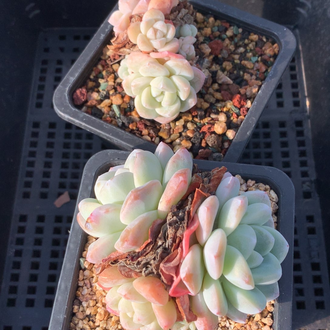 1213-117 老桩冰玉