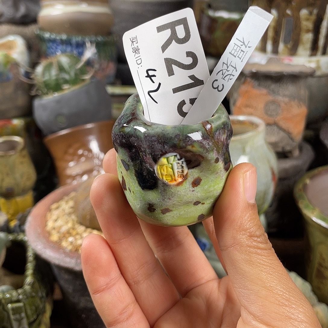 ᥫ****恭喜中奖限时福利 坛子姐花盆