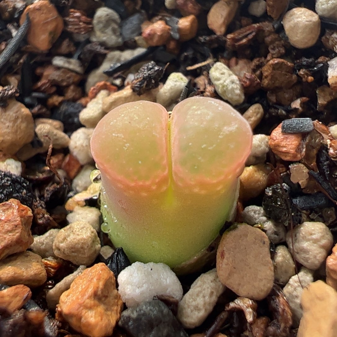 533多肉植物百科