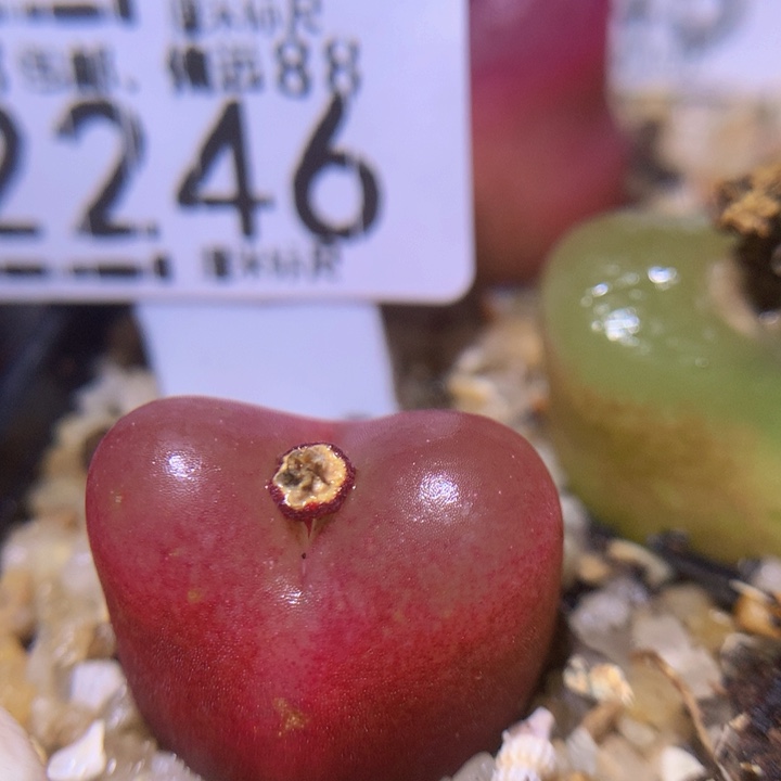 Sss精品生石花2246