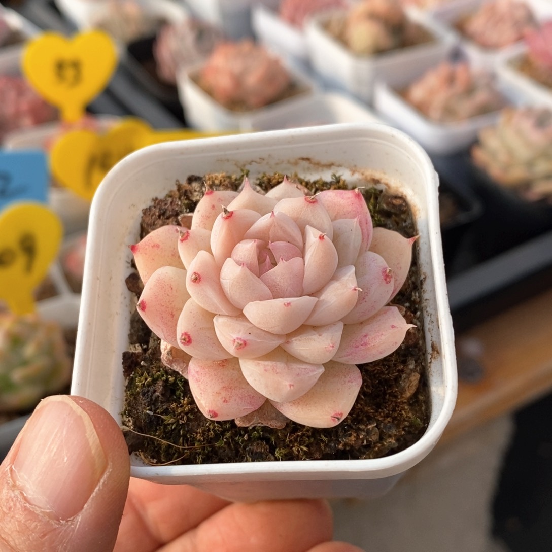 精品多肉一物一拍不包整71