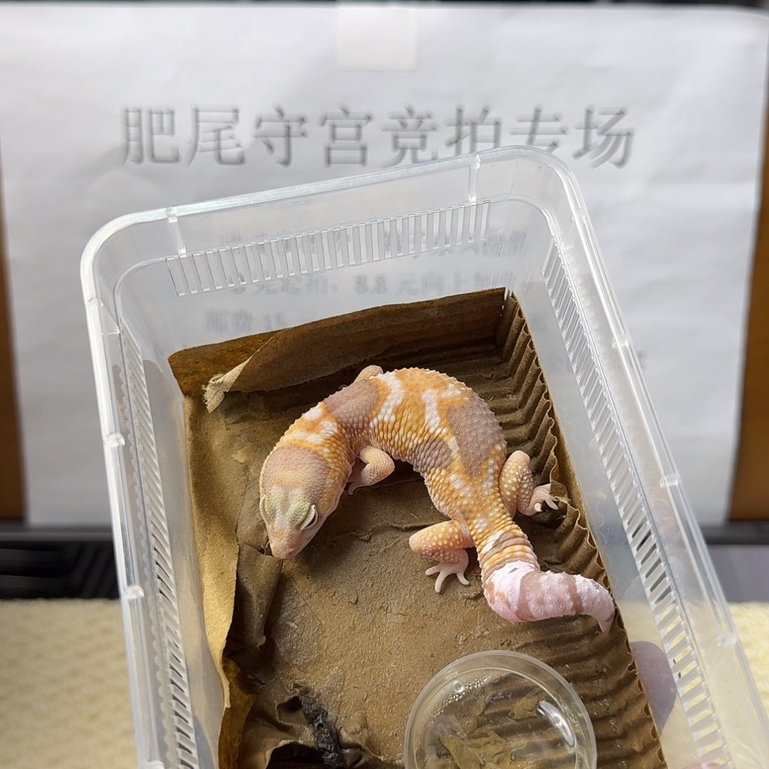 肥尾守宫奶橘 妹妹