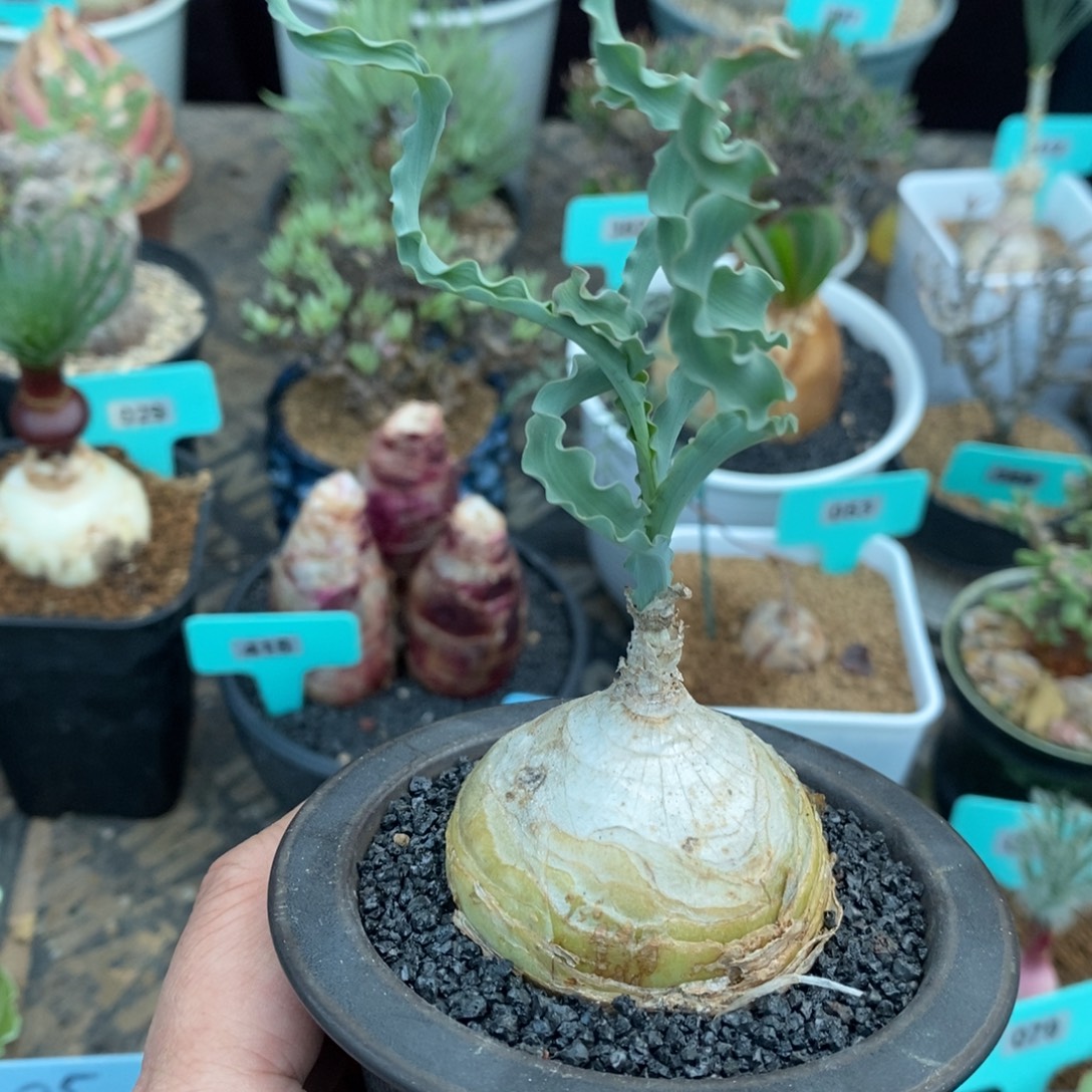 Dc弹簧草产地多肉植物