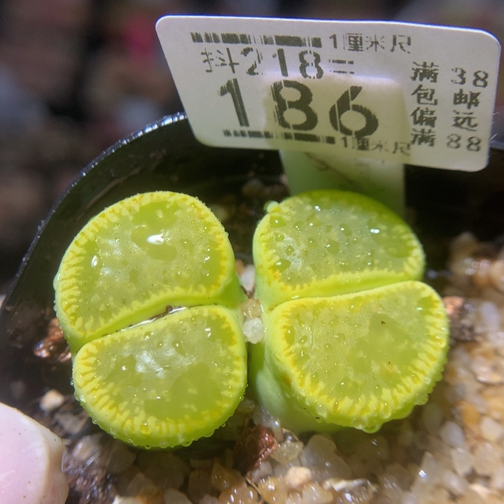 精品生石花218.186 