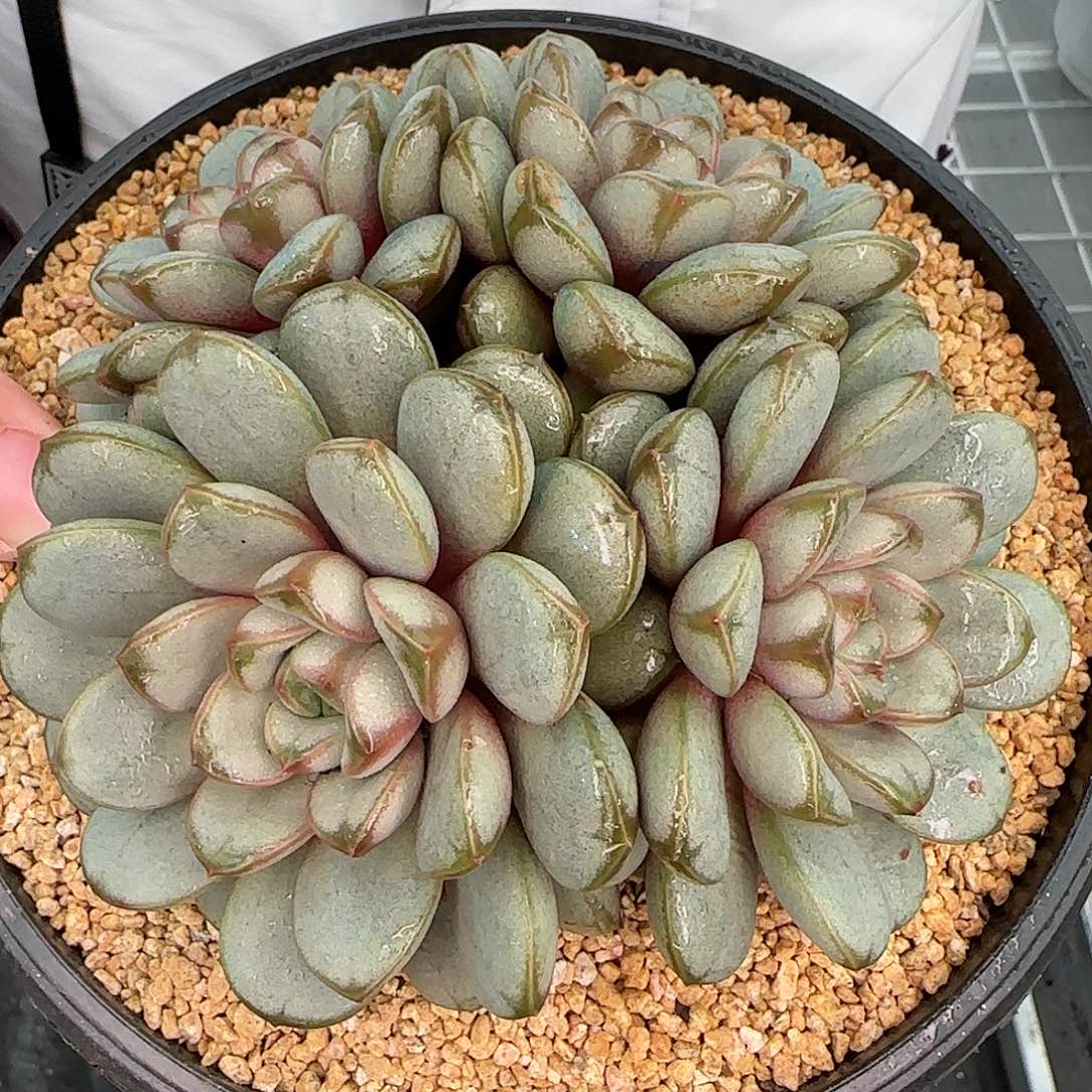 从前慢花园精选大葡萄