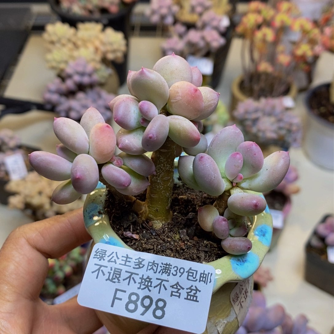 898苹果奶四代多肉5c m