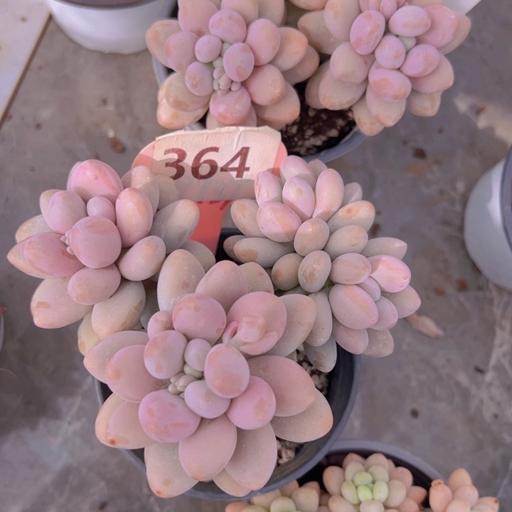 健健康康平平安安