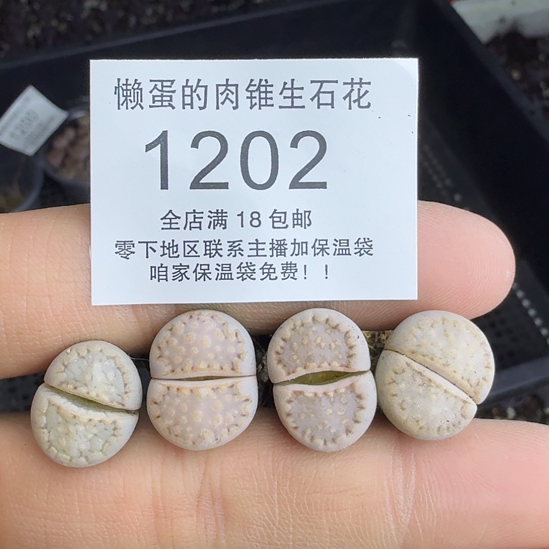1202 哈哈哈哈哈哈哈哈哈哈