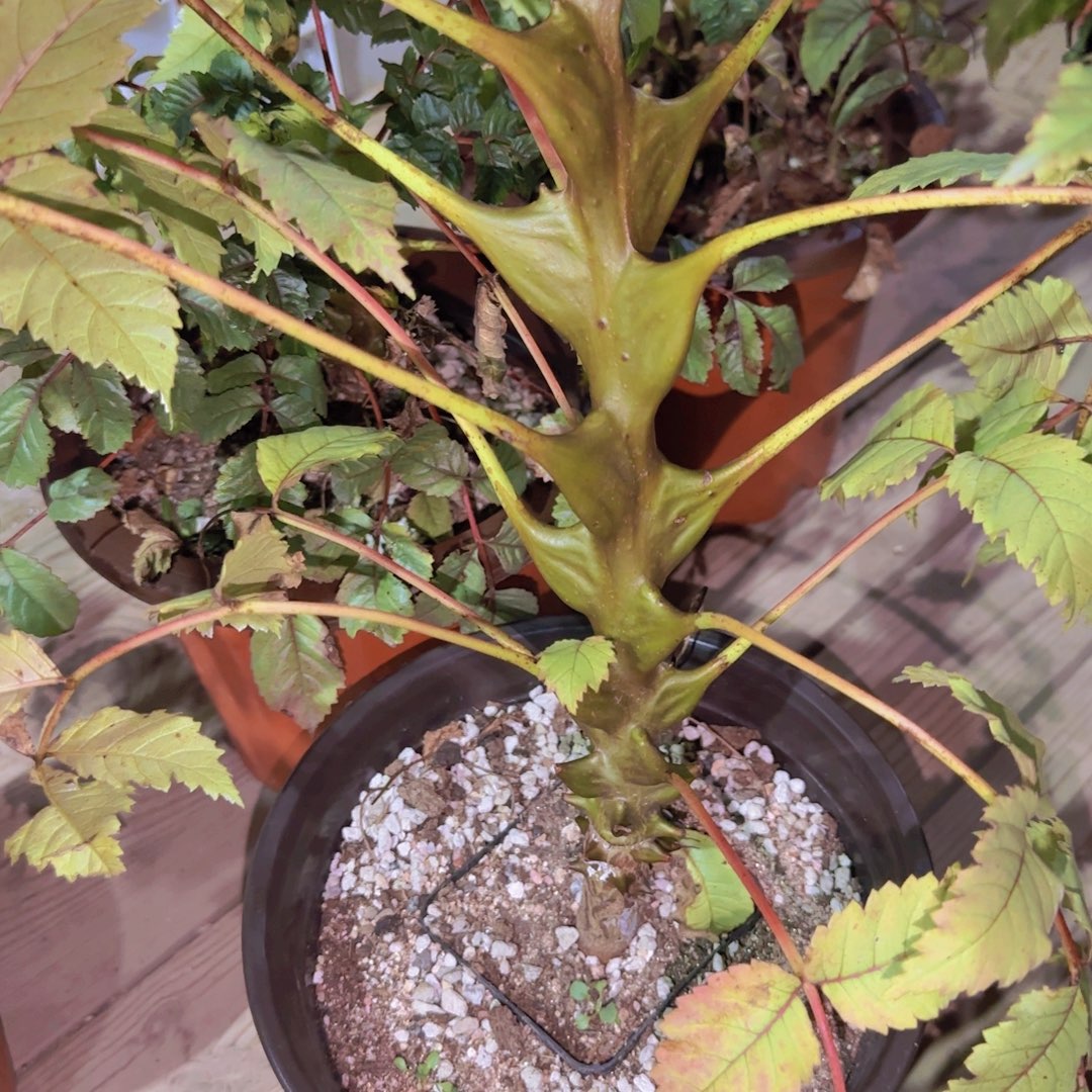 块根植物块根植物