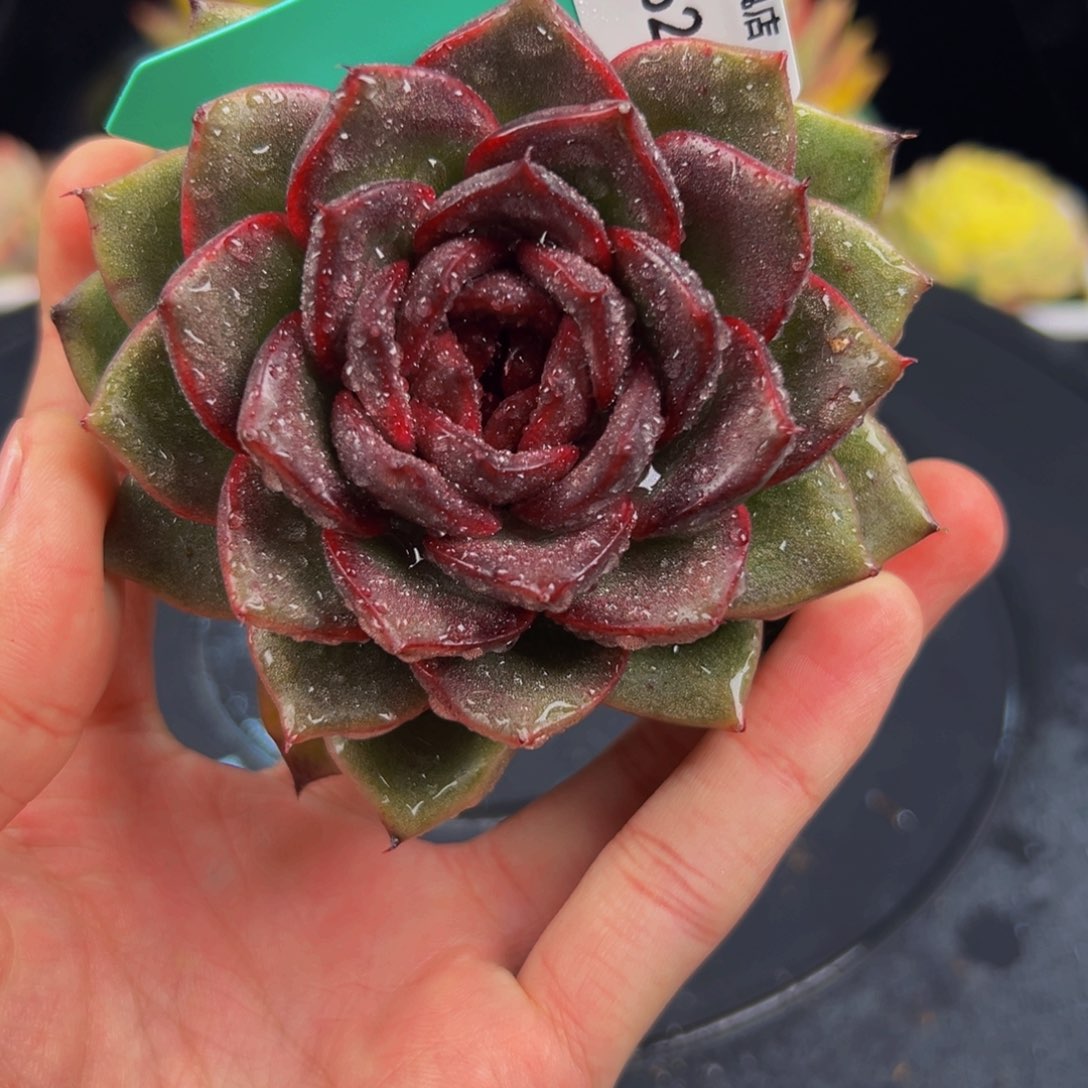 从前慢多肉编号1104-62