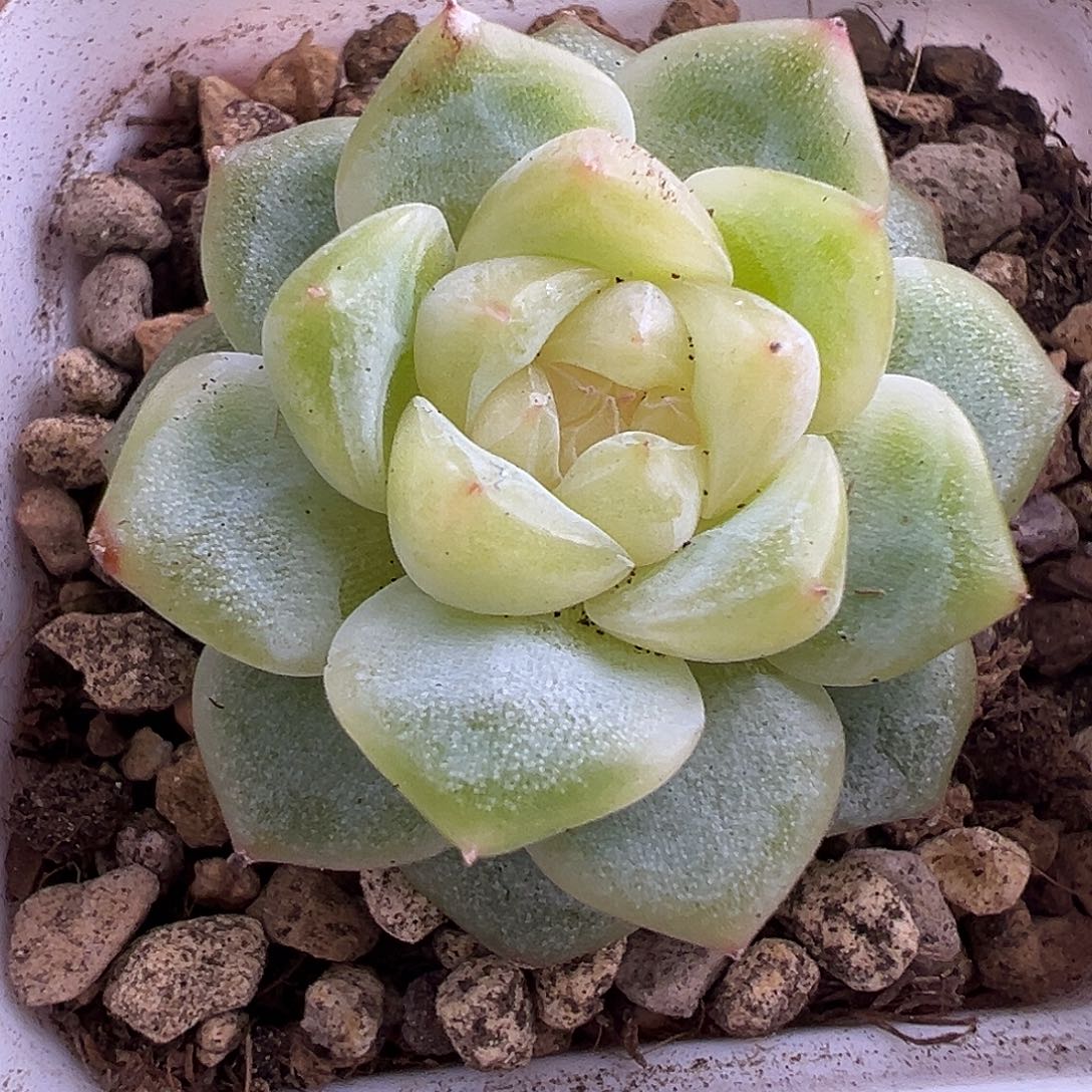 黄甜心一物一拍啊