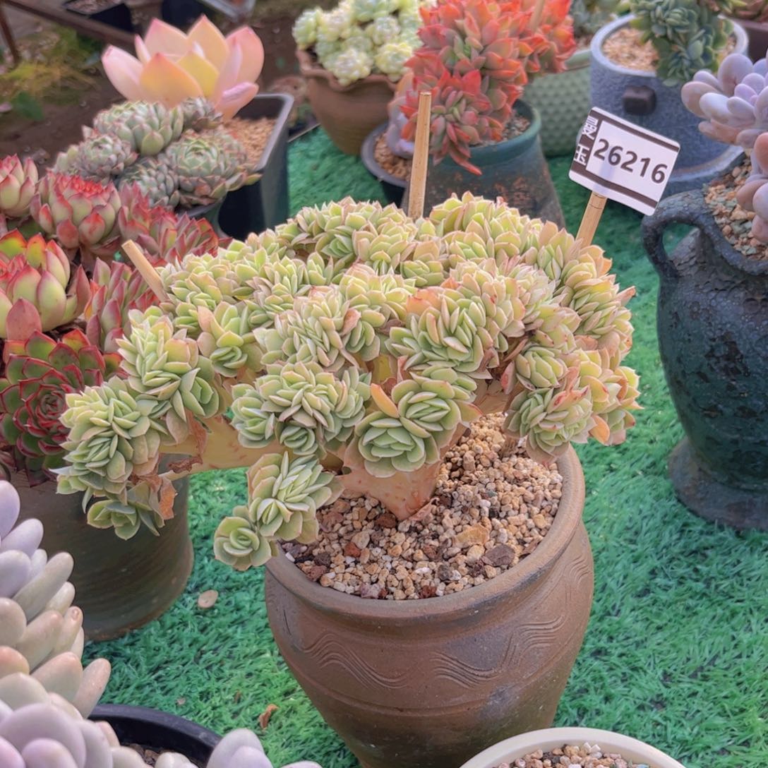 宝***肉星娜塔缀多肉植物26216