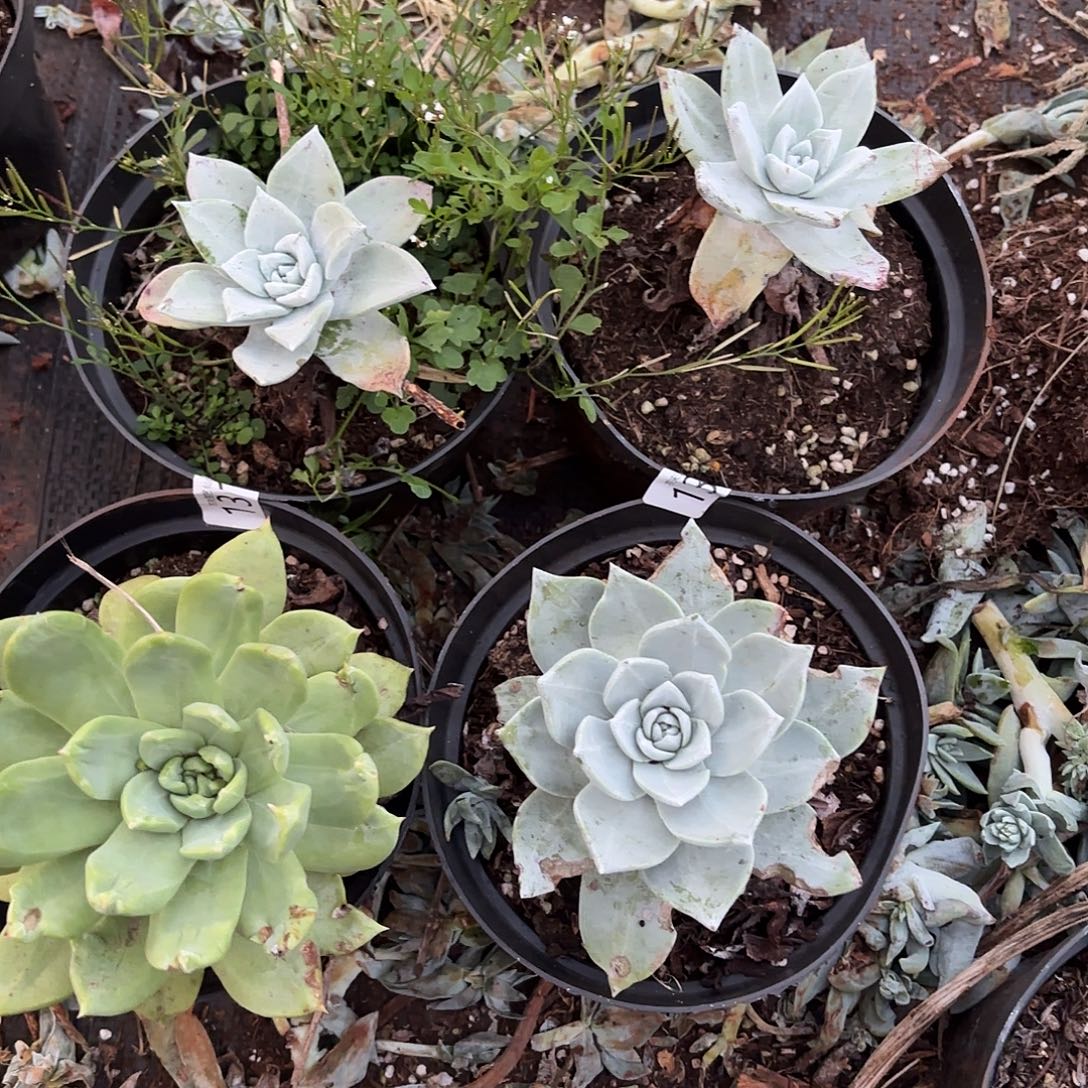 13141313四颗福利