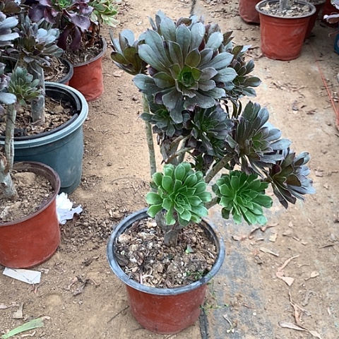 灰法师多肉植物法师5